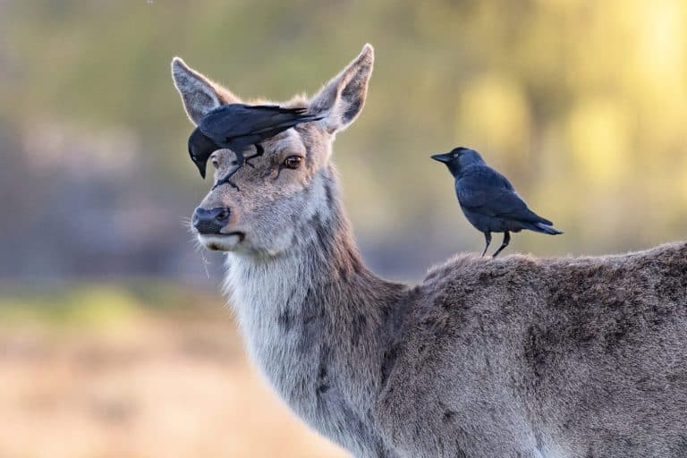 Deer with her own Personal grooming