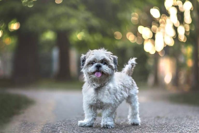 Portrait of a cute Shih Tzu dog in the garden.