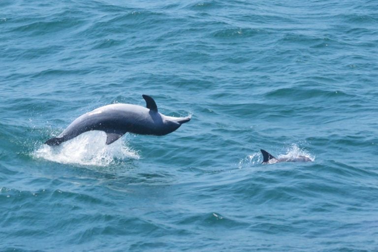 In the dance of the dolphins, we find the rhythm of the ocean and the song of freedom. Dive into the depths with these amazing dolphins!