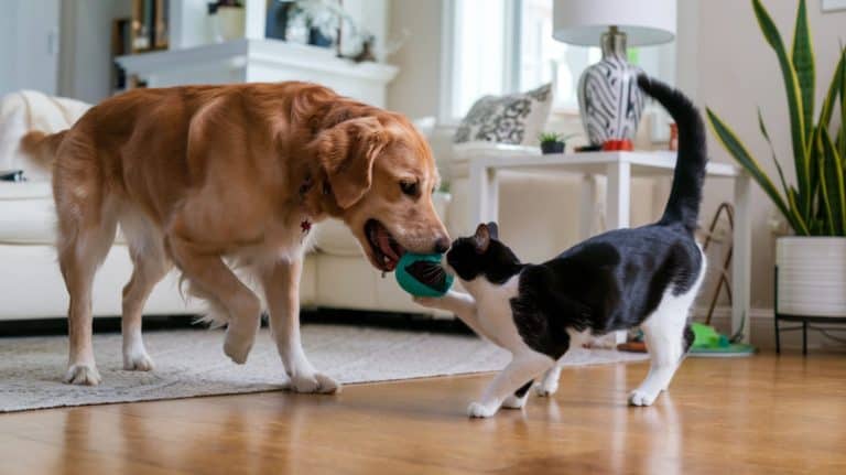 A golden retriever playfully wags its tail while a curious gray tabby cat swats at its nose in a sunlit garden, surrounded by blooming flowers and gentle breezes