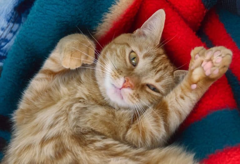 Cute polydactyl orange tabby cat belly up looking at camera on green red blanket.