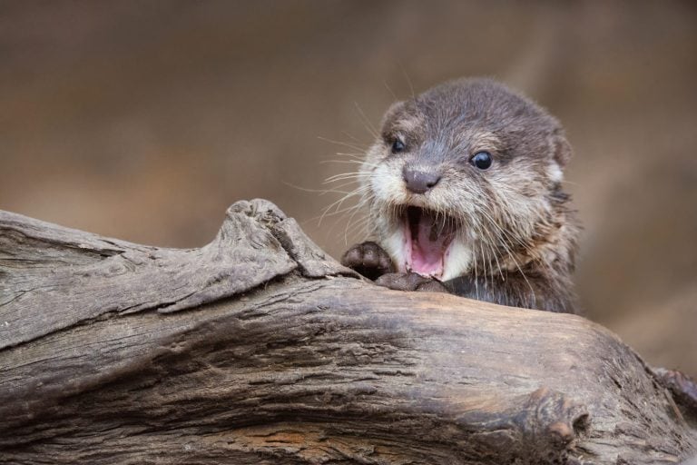 Otter (Lutra Lutra) and her cuteness and her funny face