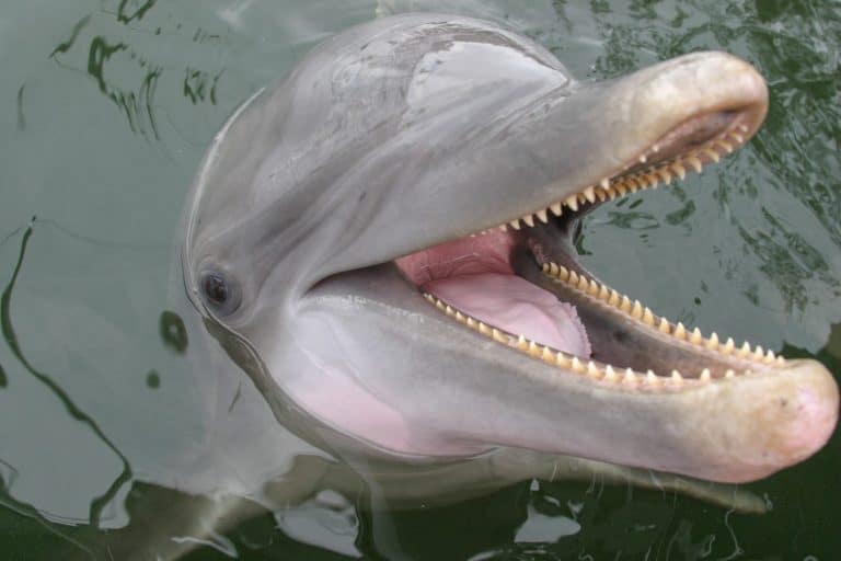 Happy Atlantic bottle-nosed dolphin smiles while playing in the water.