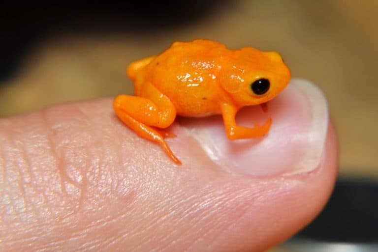 Pumpkin Toadlet