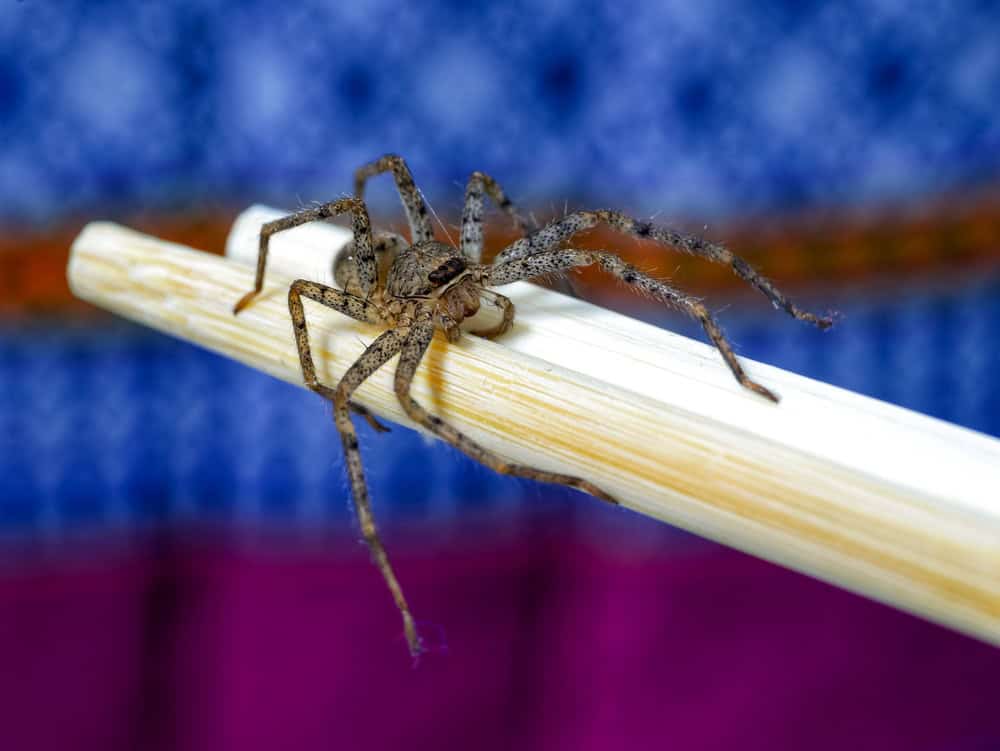 Close-up of a brown recluse spider