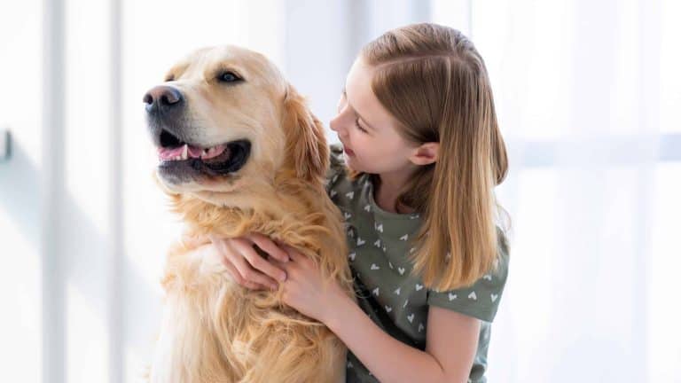 Beautiful child girl hugging golden retriever dog and looking at him indoors. Kid petting purebred doggy pet at home