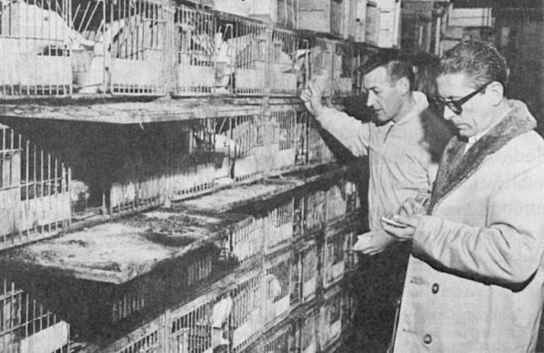 The Humane Lab The Time The Humane Society Rescued 4,000 Beagle Puppies From Lab ...