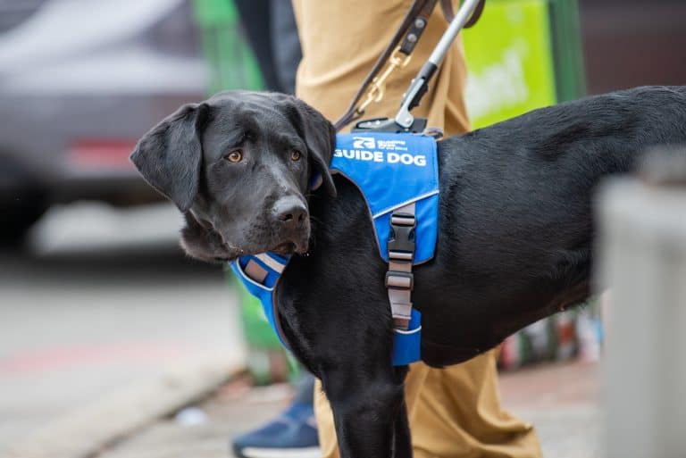 Guiding Eyes for the Blind