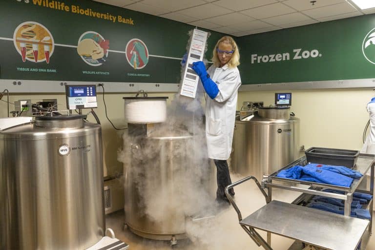 Marlys Houck, curator of the Frozen Zoo, holding frozen samples 2