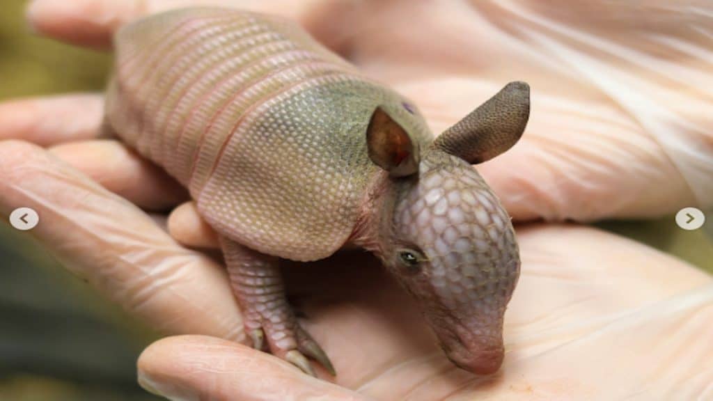 A Hairy Armadillo Charms Fans With His Famous Scream A Z Animals