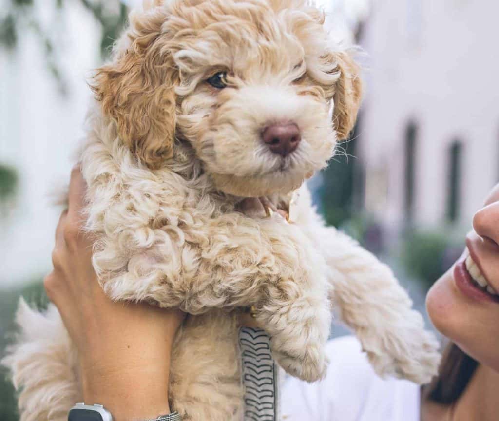 woman holding a cute cockapoo puppy