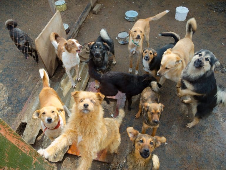 A lot of stray dogs in the shelter