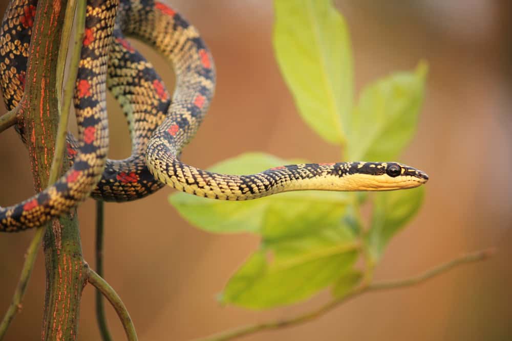 the golden flying snake with its beauty in its natural surrounding showing its beautiful natural behavior