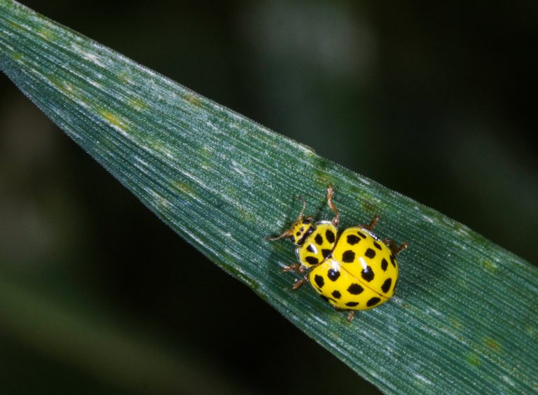 Vivid Yellow Animals That Are Rare and Beautiful - A-Z Animals Slideshows