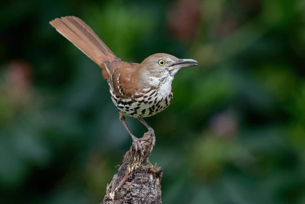 Brown Thrasher Perched on Stump