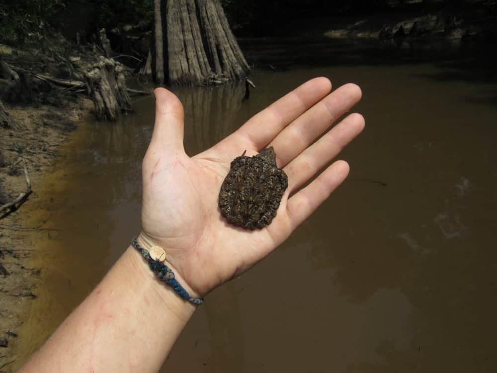 Hatchling Alligator snapping turtle "Macrochelys temminckii" found under cypress tree