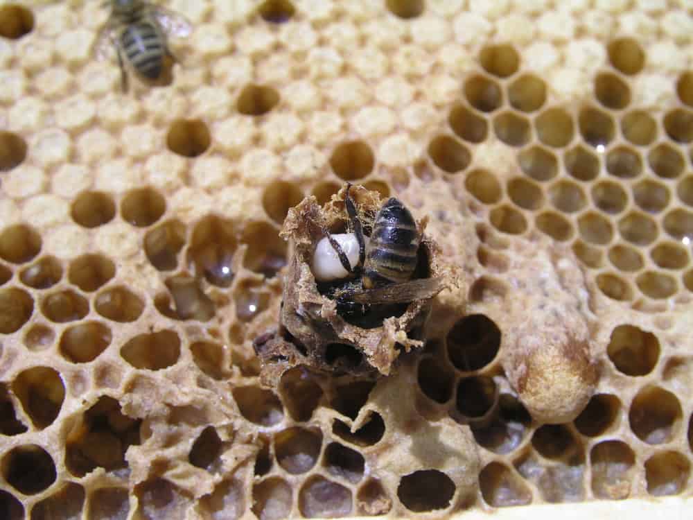 bees gnaw queen cell. bee family close-up. breeding of queen bees. Royal jelly in queen cell. requeening honey bees