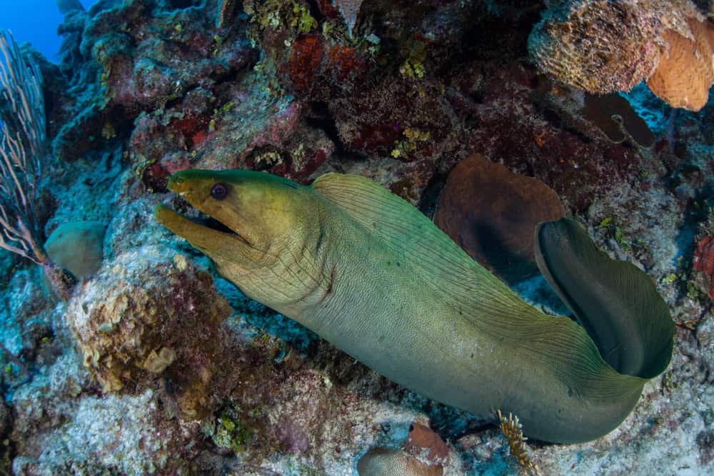 A Green moray eel, Gymnothorax funebris, hunts for prey in the Caribbean Sea off the coast of Belize. This area is part of the Mesoamerican Barrier Reef, the second largest reef system on Earth.