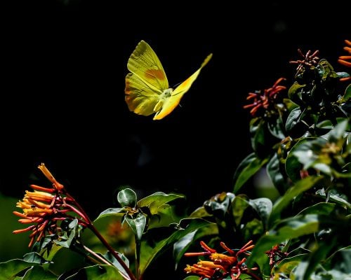 Vivid Yellow Animals That Are Rare and Beautiful - A-Z Animals Slideshows