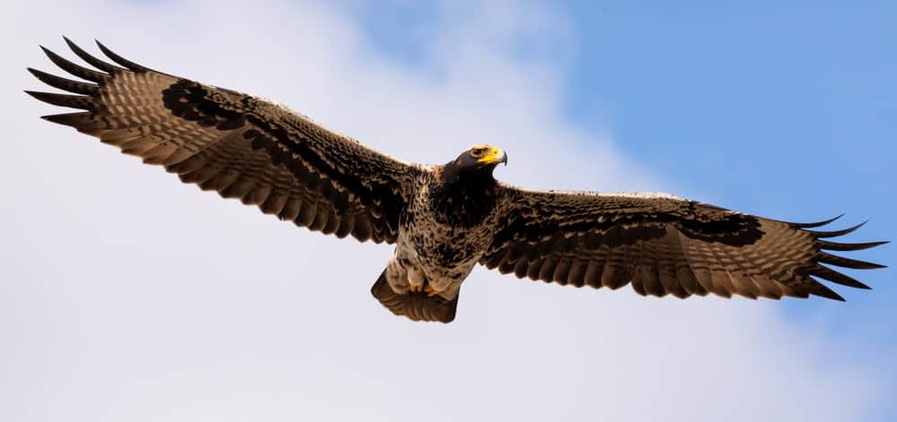 Verreaux's Eagle (juvenile) flying just overhead