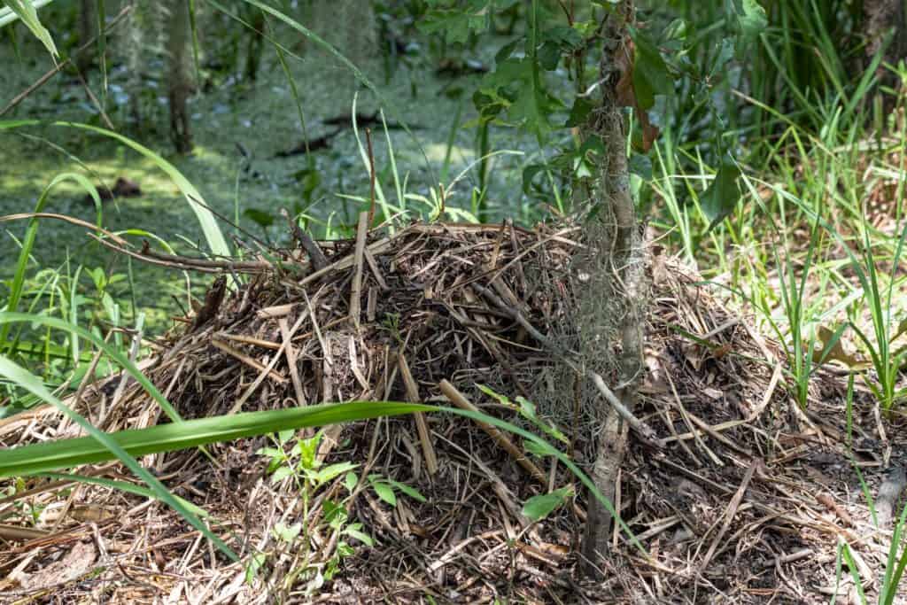 Alligator nest along Bayou Coquille in Barataria Preserve, Jean Lafitte National Park, Louisiana, USA