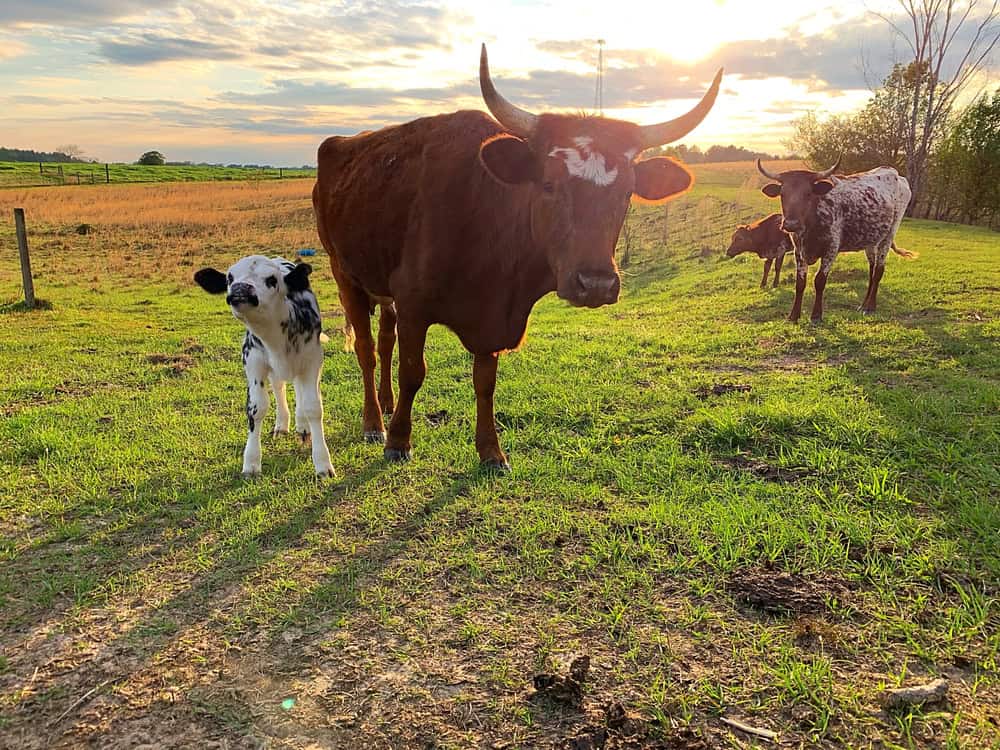 Herd of rare heritage breed Pineywoods cattle and cow with calf.