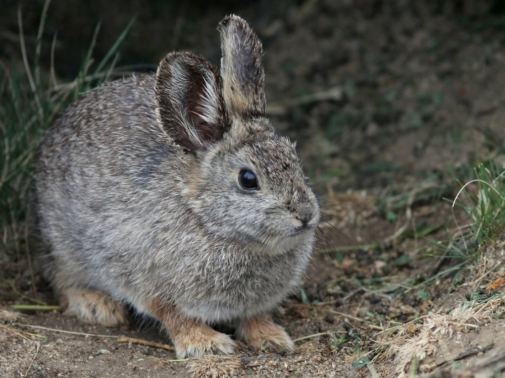Columbia Basin Pygmy Rabbit