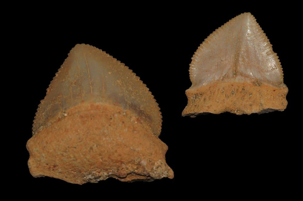 A beautiful Squalicorax pristodontus fossil shark tooth