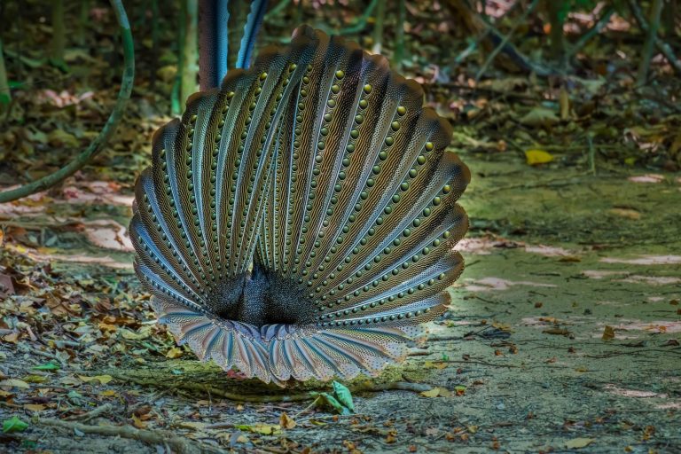 Great argus, Double-banded argus in nature.