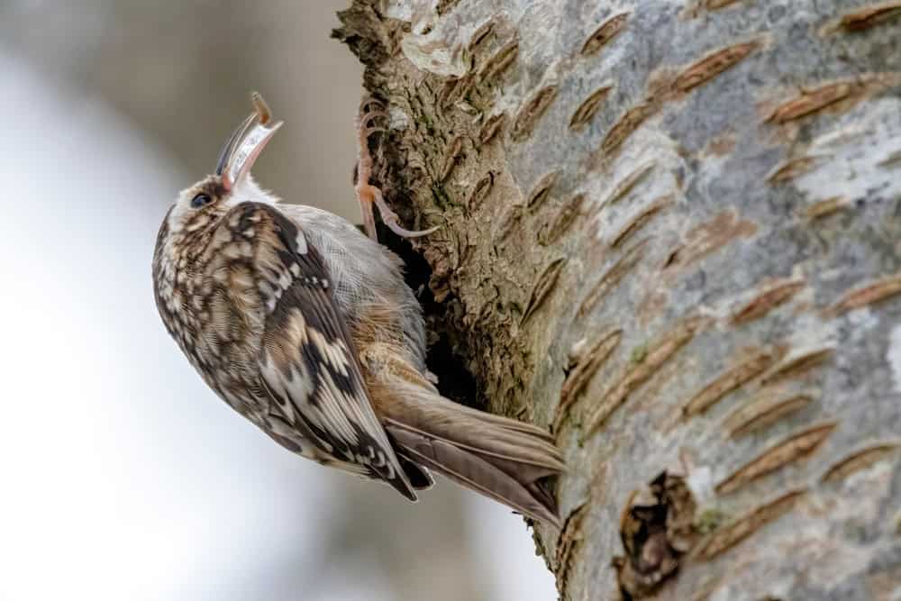 brown creeper, Surrey, BC, Canada