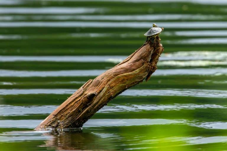 Yellow bellied slider climbing atop a log emerging from a lake