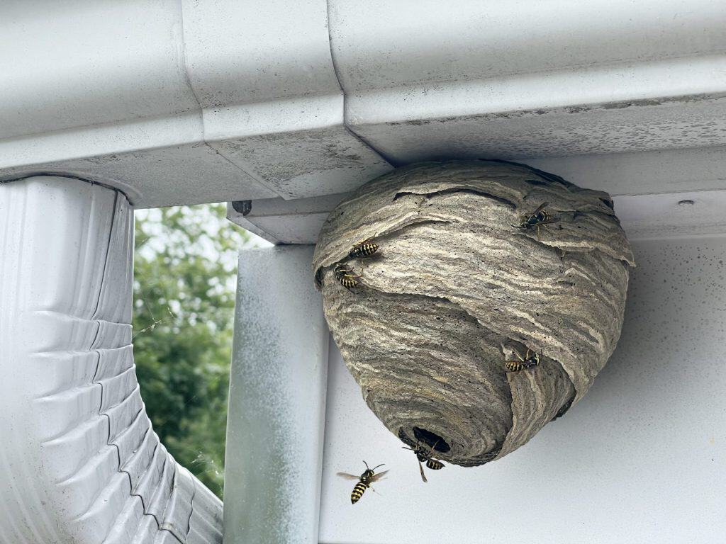 Wasp nest attached to home outdoor wall and roof as a grey paper colony of yellow jacket hornets as insects flying in and out of the natural structure.