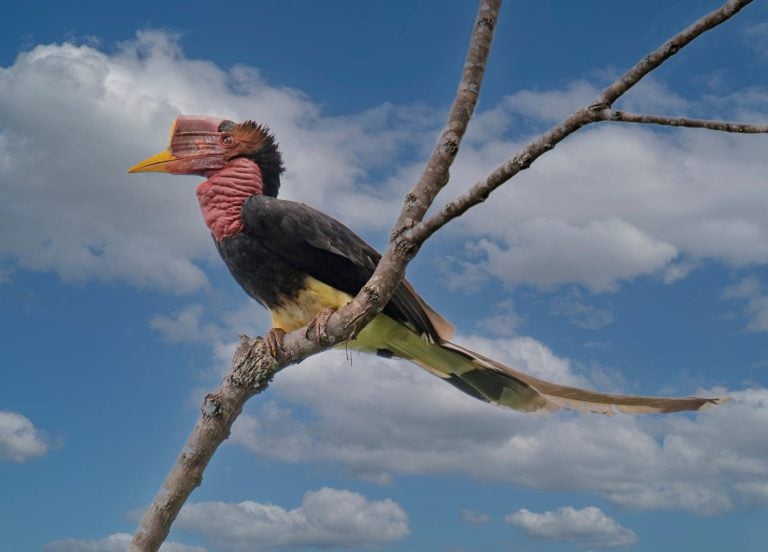 Male Helmeted Hornbill perch open with sky as background