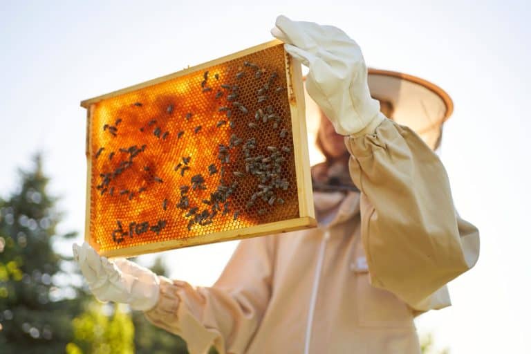 The beekeeper holds a honey cell with bees in his hands. Apiculture. Apiary. Working bees on honeycomb. Bees work on combs. Honeycomb with honey and bees close-up.