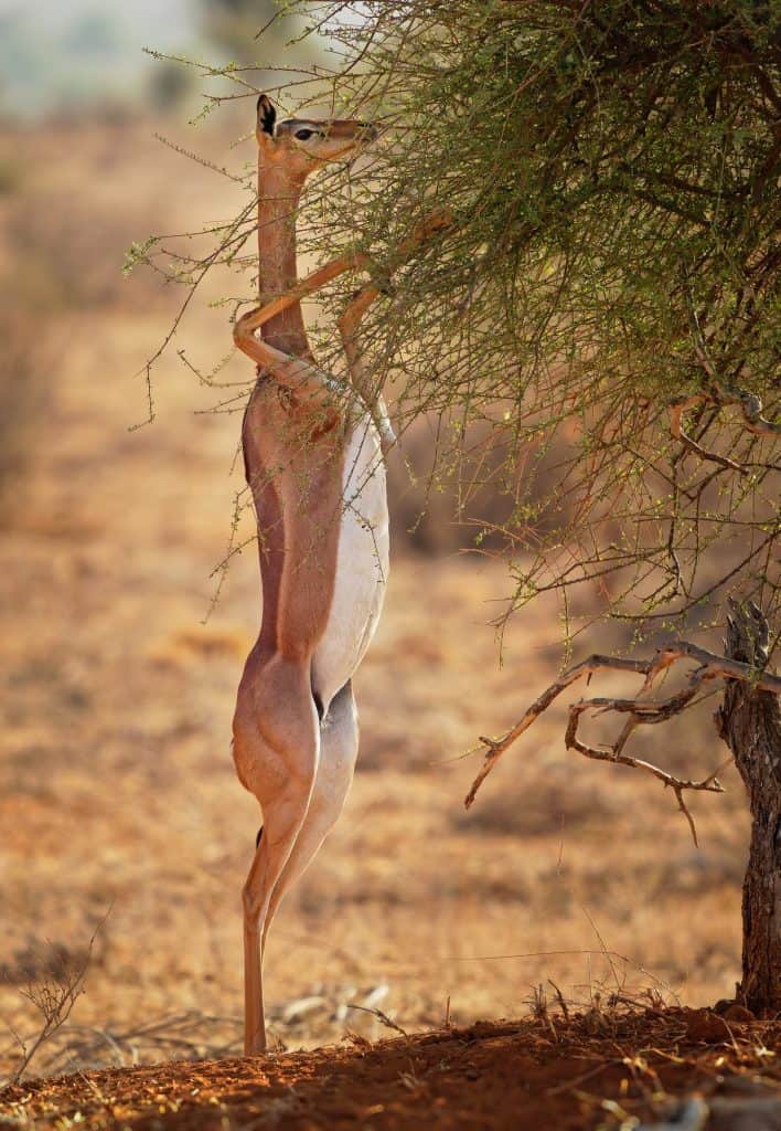 Gerenuk - Litocranius walleri also giraffe gazelle, long-necked antelope in Africa, long slender neck and limbs, standing on hind legs during feeding leaves.