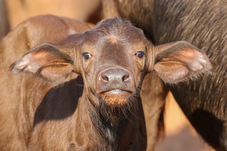 Cape buffalo calf on a game farm