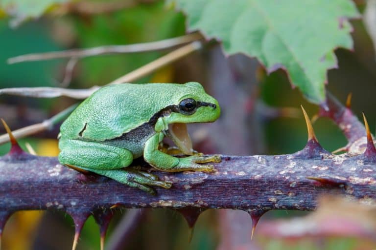 European Tree Frog (Hyla arborea) yawning on a Bramble (Rubus sp.) bush in the forest in Noord Brabant in the Netherlands