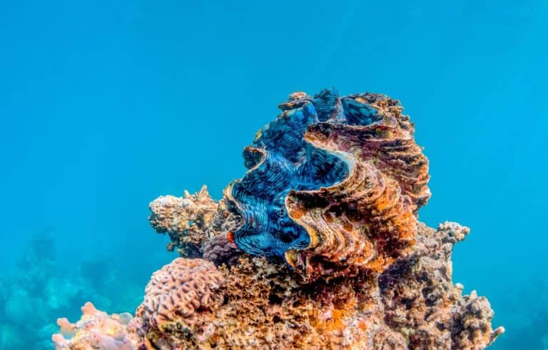 Underwater close up shot of a giant clam resting on top of rocks