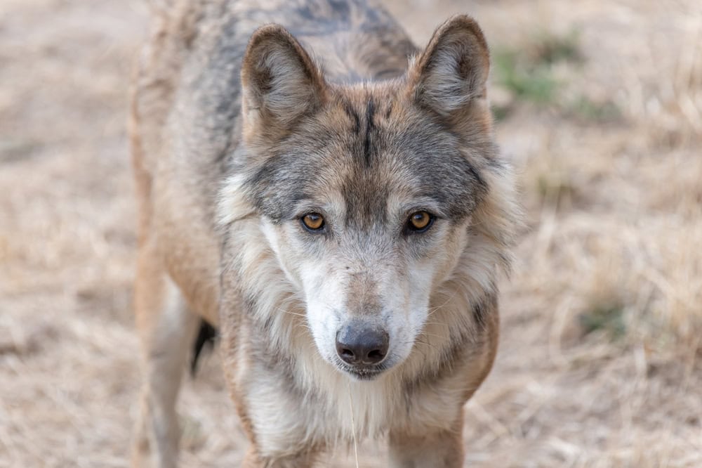 Mongolian wolf (Canis lupus chanco) in Gevaudan Park. Marvejols, Cevennes, France.