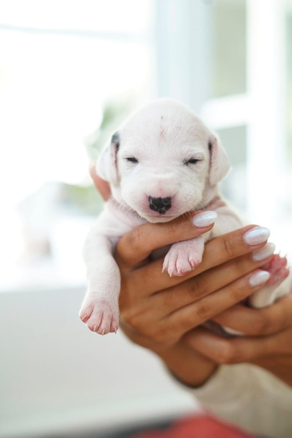 14-dog-breeds-that-look-completely-different-as-puppies-and-adults-a