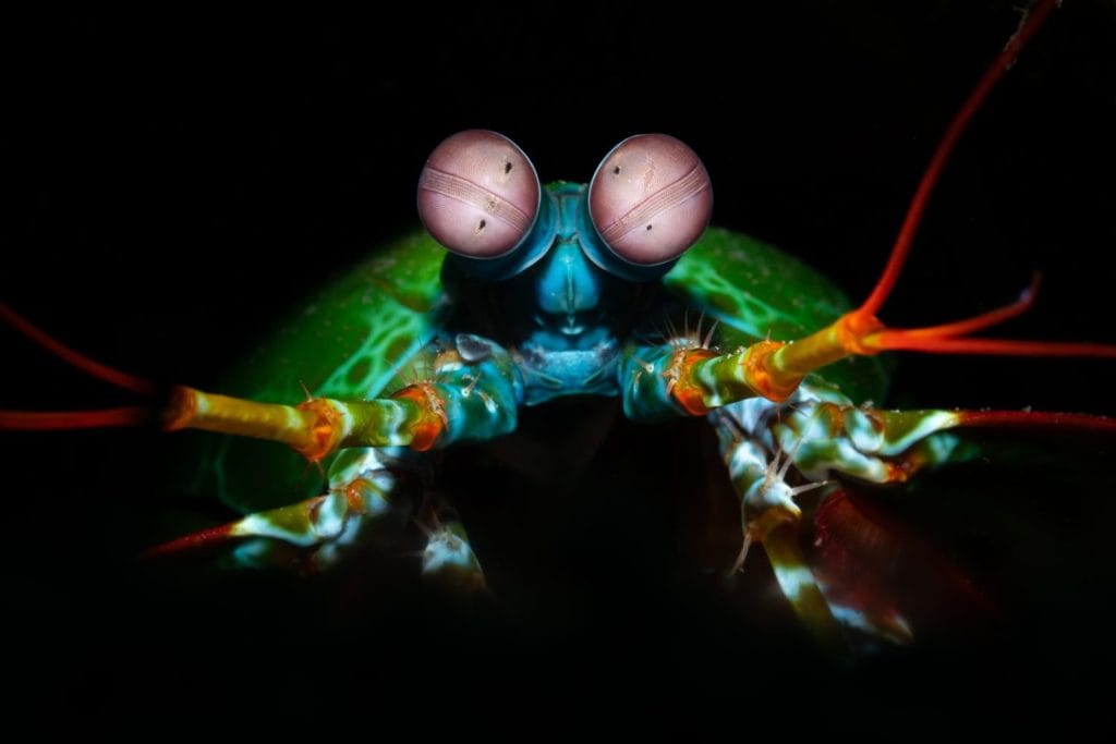 Head of a colourful mantis shrimp with black backdrop