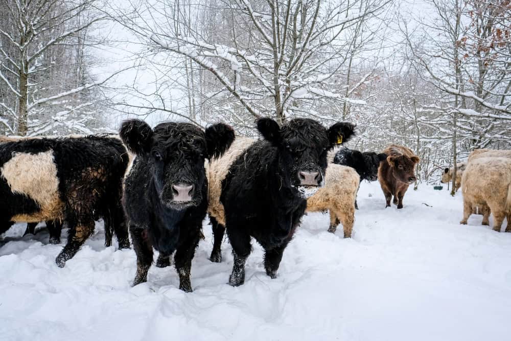 Galloway cattle breed cows in winter. Selective focus