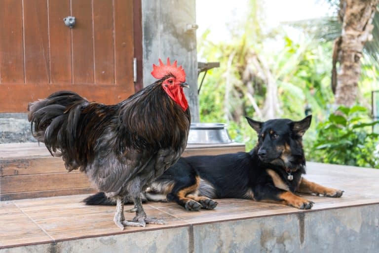 Coexistence of pets Chicken and dog. Blue australorp rooster and black dog on the patio in the backyard.