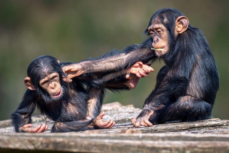 A closeup view of two funny young African chimpanzees fighting and having fun
