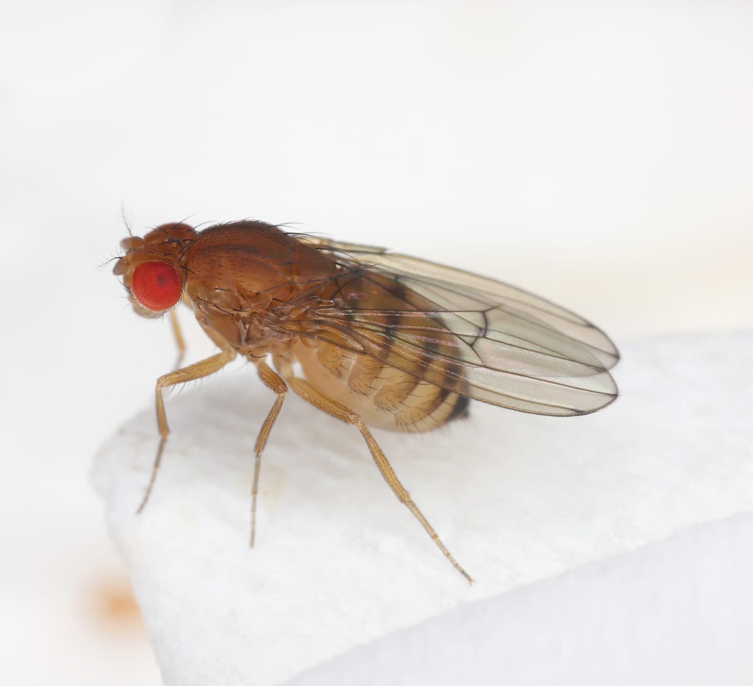 Single fruit fly (drosophila melanogaster) on a kitchen paper towel.