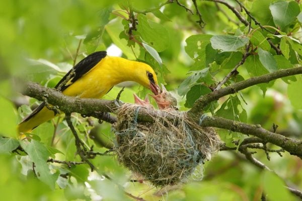 Vivid Yellow Animals That Are Rare and Beautiful - A-Z Animals Slideshows
