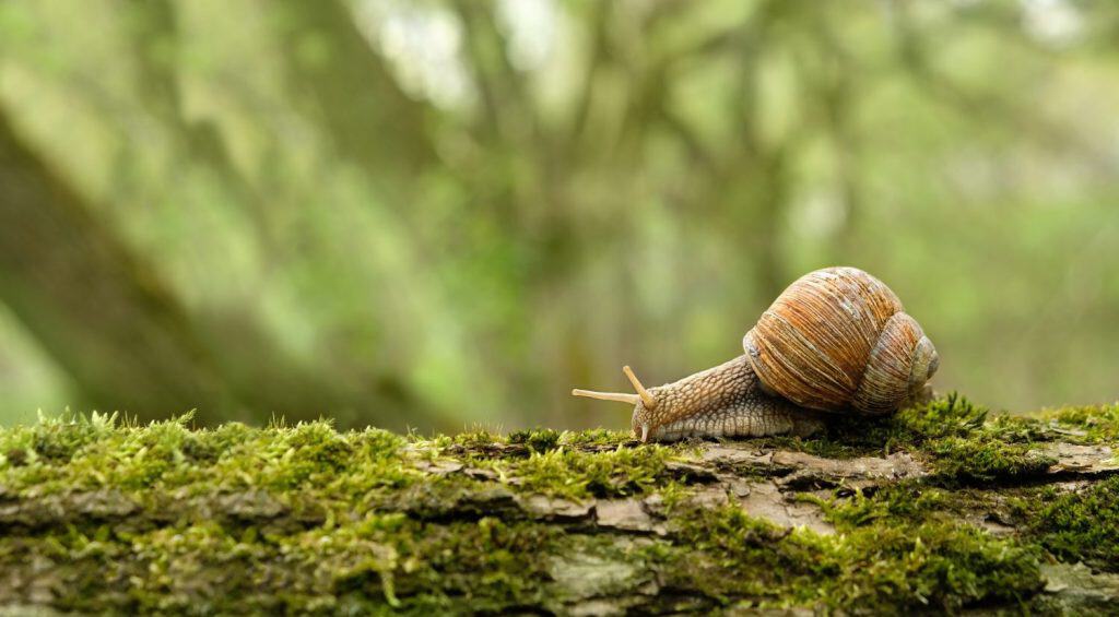 7 Animals That Can Change Their Gender