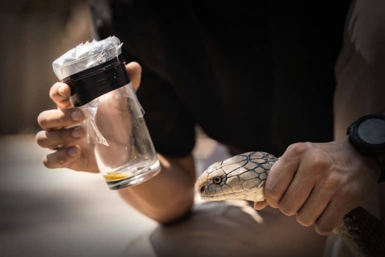 King cobra (Ophiophagus hannah) yellow venom at the bottom of tumbler from milking venomous snake by biting and releasing for just 1 second.