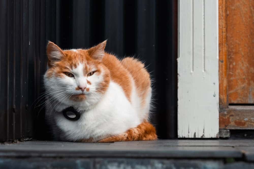 Cute white and orange cat. Pet with bluetooth device on collar for tracking. Cat sleeps on the landing of the house.