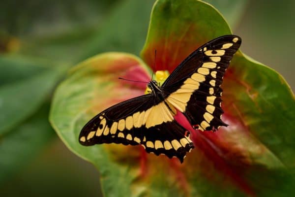 Vivid Yellow Animals That Are Rare and Beautiful - A-Z Animals Slideshows